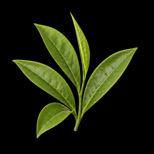 Why Whole Leaf Beats Tea Bags, Every Time